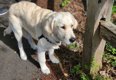 Close-up portrait of a golden retriever puppy 