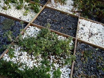 Plants growing in the dark