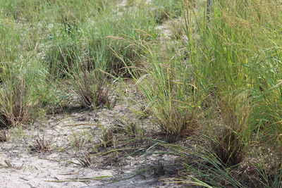 Grass growing in forest