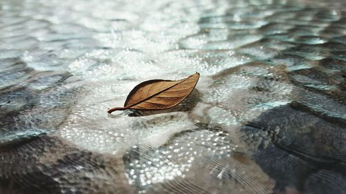 High angle view of dry leaf