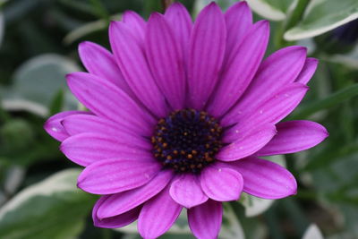 Close-up of pink flower