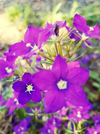 Close-up of insect on purple flowering plant