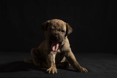 Portrait of puppy sitting against black background