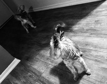 High angle view of dog on hardwood floor