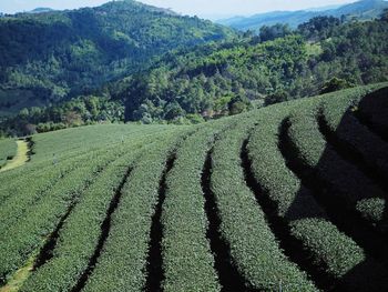 Tea plantation in chiangrai thailand