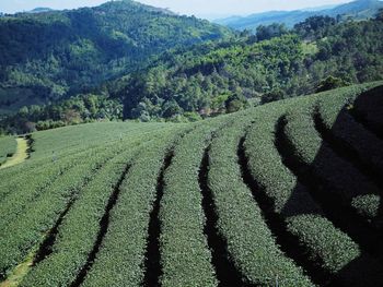 Scenic view of agricultural field