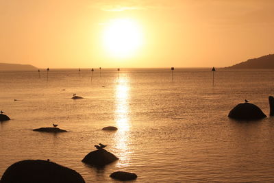 Silhouette of ducks swimming in sea during sunset