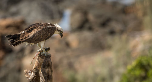 Eagle perching on wood