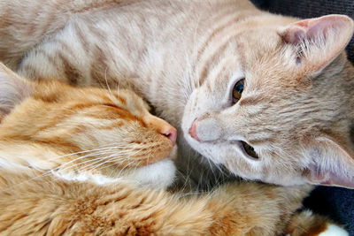 Close-up of cat sleeping