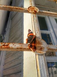 Close-up of bird perching outdoors