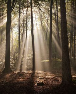 Trees in forest