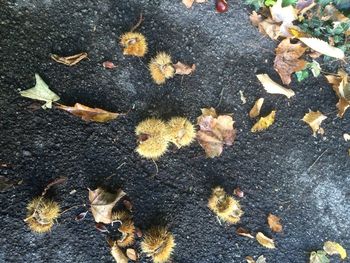 High angle view of dry autumn leaves