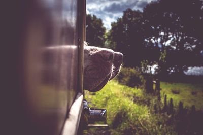 Dogs noses out the window if a steam train, depth of field, colour fade filter