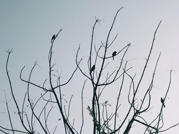 Low angle view of bare trees