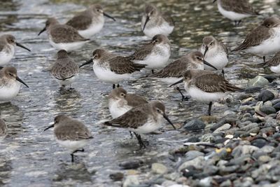 Shore birds in the ocean