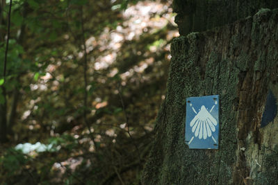 Close-up of sign on tree trunk