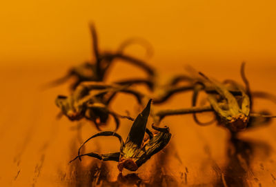 Close-up of dry leaf on table