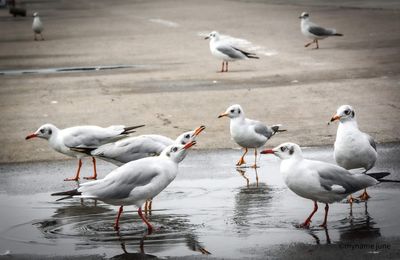 Close-up of seagulls on lake