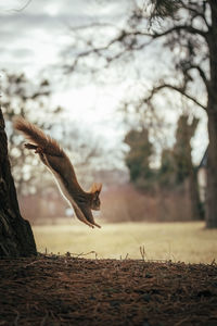 Cute squirrel jumps from a tree in nature surrounding