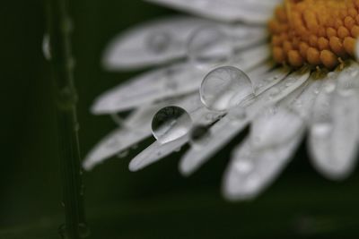 Close-up of wet flower