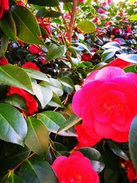 Close-up of pink rose plant