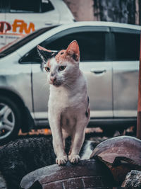 cat