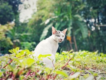 Portrait of a cat on grass