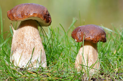 Close-up of mushroom growing on field