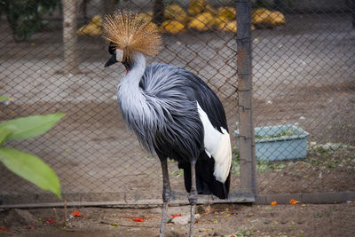 Bird in zoo