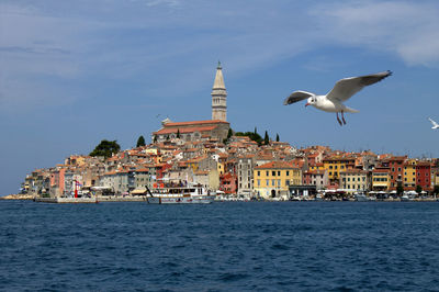 Seagull flying over sea against city