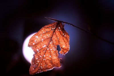 Close-up of dry leaf