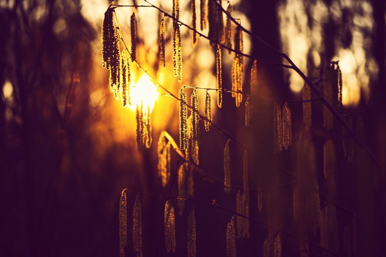 CLOSE-UP OF FENCE AGAINST SUNSET SKY