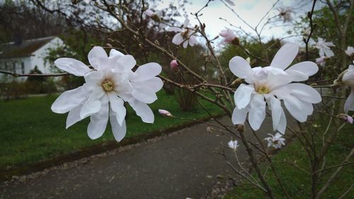 Close-up of white flowers on tree