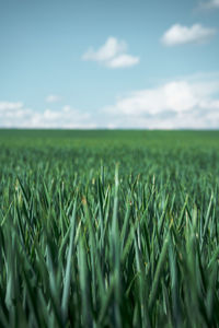 Crops growing on field against sky