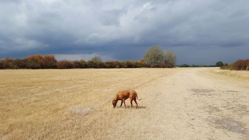 View of a horse on field