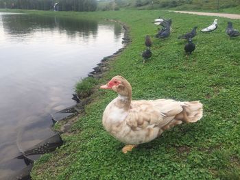 View of ducks on lakeshore