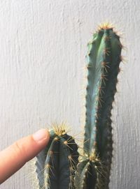 Close-up of hand touching cactus plant
