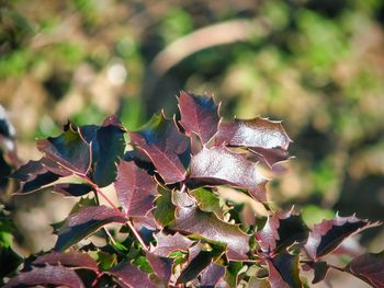 Close-up of autumn leaves on land