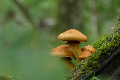 Close-up of mushrooms growing on land