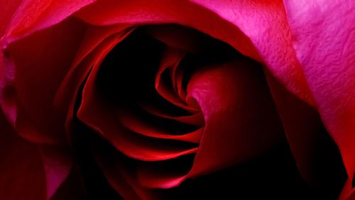 Full frame shot of red rose