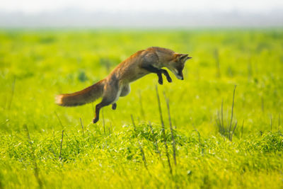 Side view of an fox hunting on grass