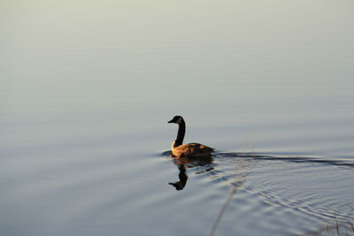 Canada goose swimming in lake