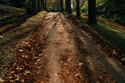 Road amidst trees in forest