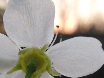 Close-up of flower