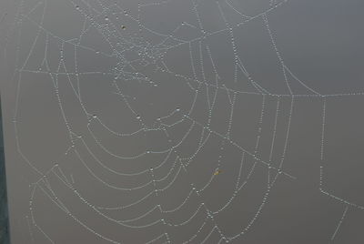 Close-up of spider on web