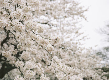 Close-up of white blossoms growing on branches