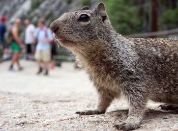 Close-up of an animal