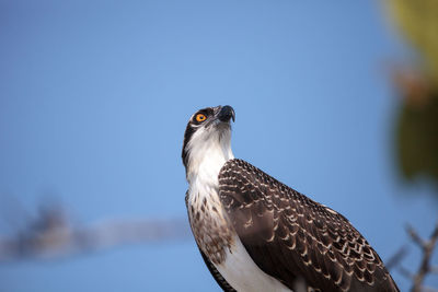 Close-up of a bird against clear blue sky