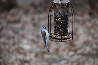 Close-up of bird feeder