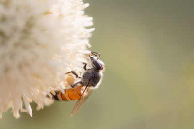 Close-up of bee pollinating flower